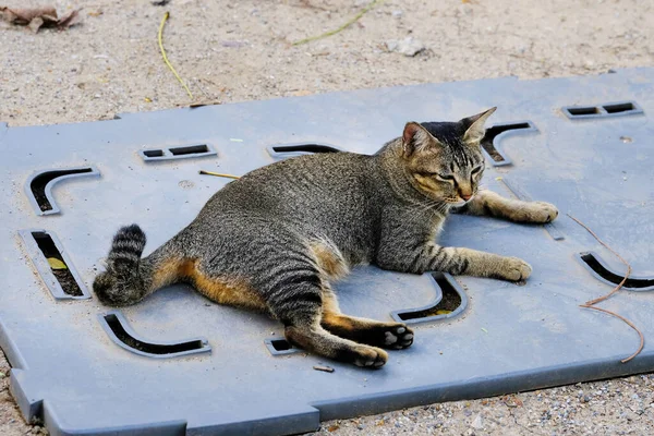 Кошка Садится Пластиковую Тарелку — стоковое фото