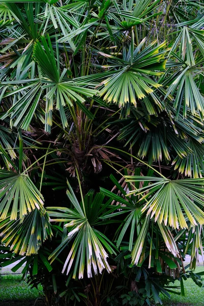 Palmier Dans Parc Vert — Photo