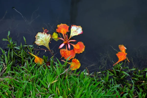 Kwiat Pomarańczy Wodzie — Zdjęcie stockowe