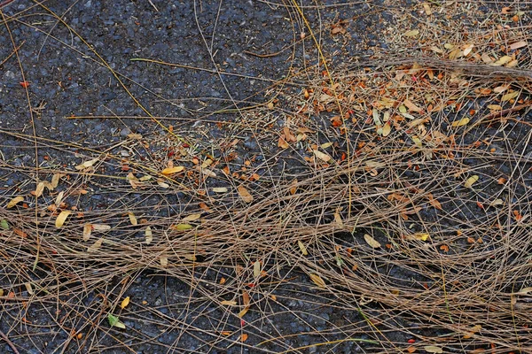 Pots Homard Sur Sol — Photo