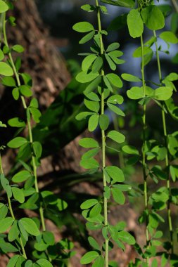Yeşil parkta yeşil yaprak
