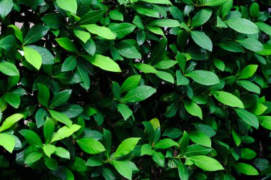 Yeşil parkta yeşil yaprak