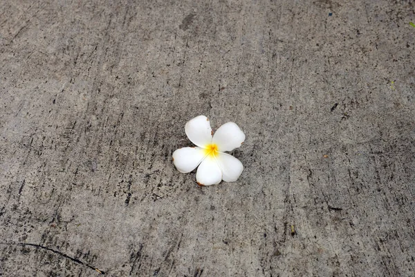 Белый Цветок Лежал Тертом Полу — стоковое фото