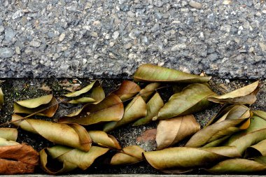 kuru yaprak grunge zemininde yatıyordu