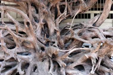 Büyük kökler muhteşem dallar sergiler..