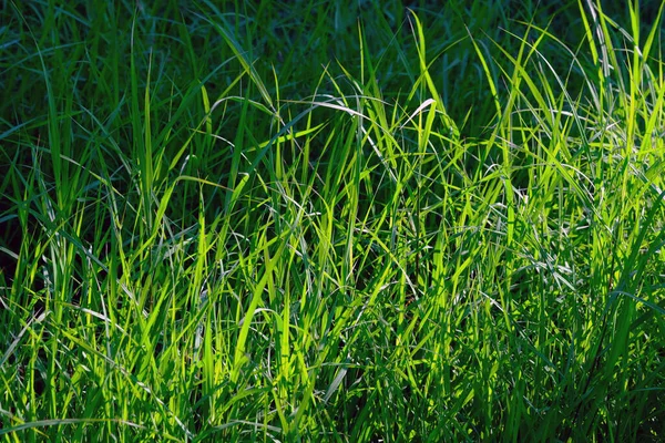 Zielone Tło Trawy Park — Zdjęcie stockowe