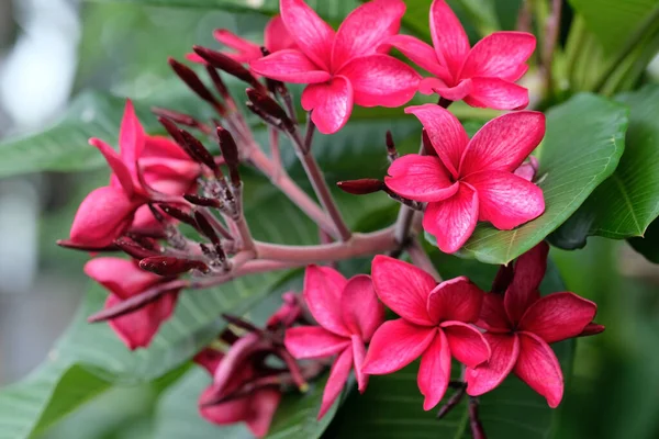 Flor Roja Parque Verde — Foto de Stock