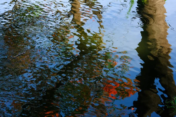 反思花园里的水 — 图库照片