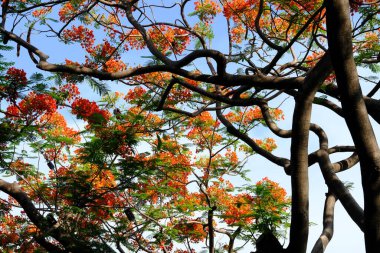 Arka planda sarı yapraklar ve renkli ağaçlarla sonbahar ormanı manzarası