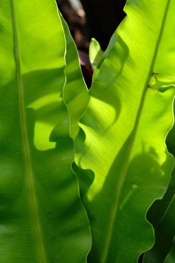 Yeşil parkta yeşil yaprak