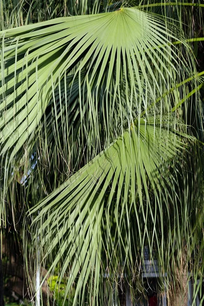 Palm Tree Green Park — Stock Photo, Image