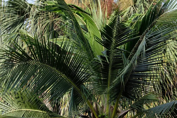 Yeşil Parktaki Palmiye Ağacı — Stok fotoğraf