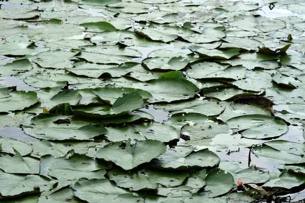 湖の睡蓮の葉 — ストック写真