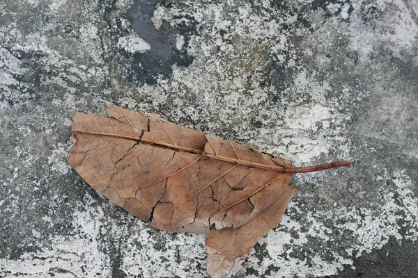 Droge Bladeren Grond Een Zwarte Achtergrond — Stockfoto