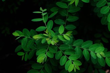 Yeşil parkta yeşil yaprak