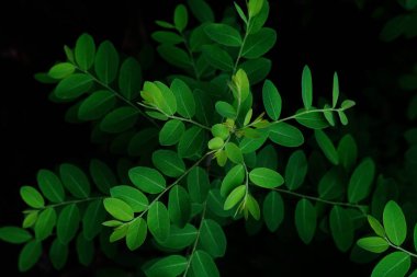 Yeşil parkta yeşil yaprak