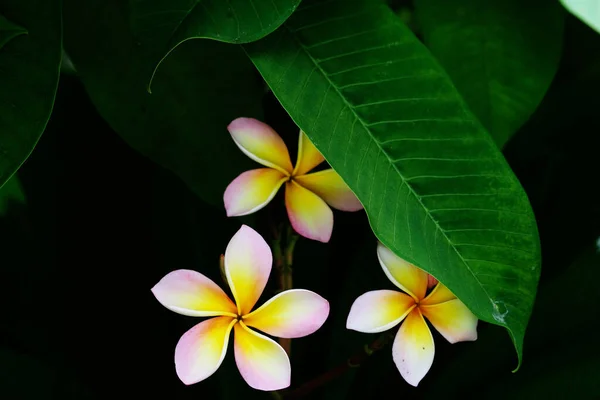 Krásná Plumeria Květiny Zahradě Černém Pozadí — Stock fotografie