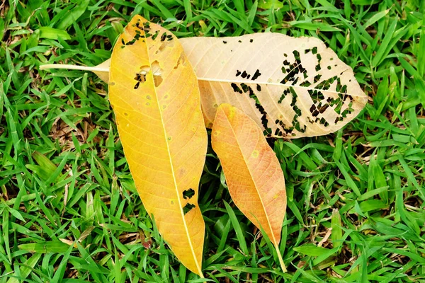 Suchy Liść Trawie Zielonym Parku — Zdjęcie stockowe