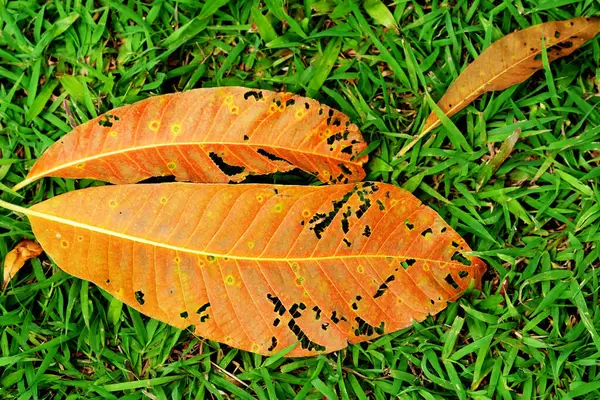 Dry Leaf Grass Green Park — Foto de Stock