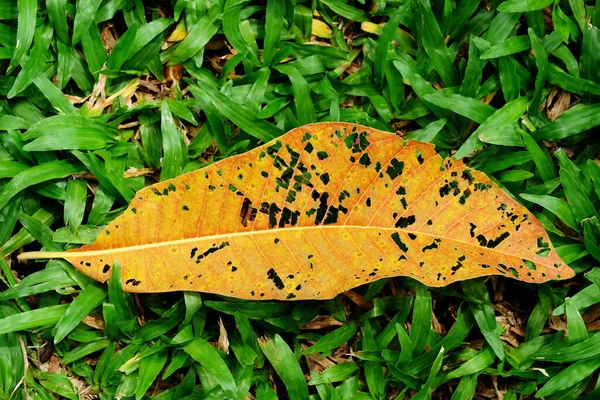 Trockenes Laub Auf Dem Gras Grünen Park — Stockfoto