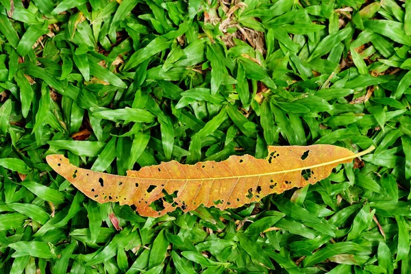 Dry Leaf Grass Green Park — Foto de Stock