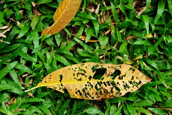 Suchy Liść Trawie Zielonym Parku — Zdjęcie stockowe