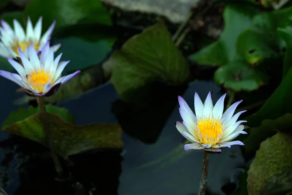 庭の睡蓮の花 — ストック写真