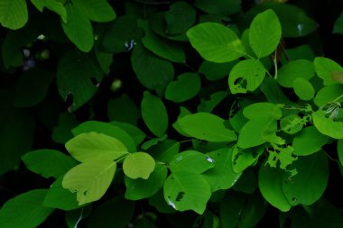 Yeşil parkta yeşil yaprak