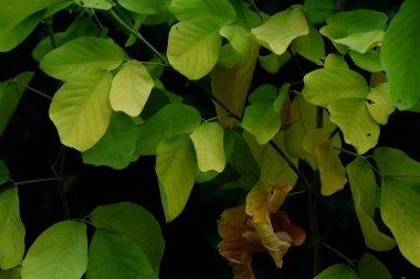 Yeşil parkta yeşil yaprak