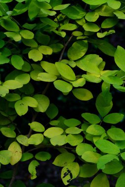 Yeşil parkta yeşil yaprak