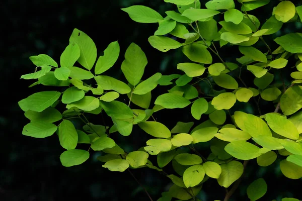 Zelený List Zeleném Parku — Stock fotografie
