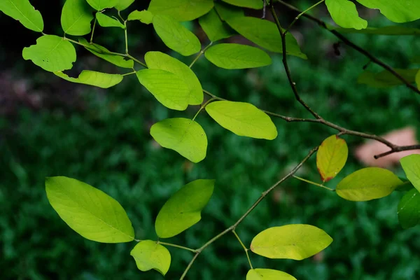 Zelený List Zeleném Parku — Stock fotografie