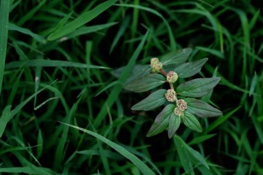 Yeşil parkta yeşil yaprak