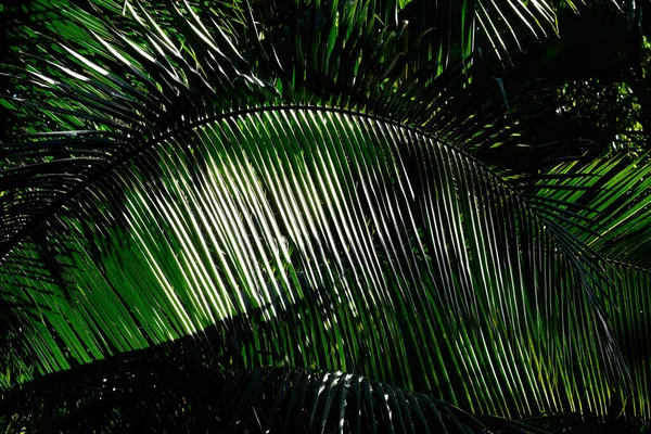 Light Palm Leaves Garden — Zdjęcie stockowe