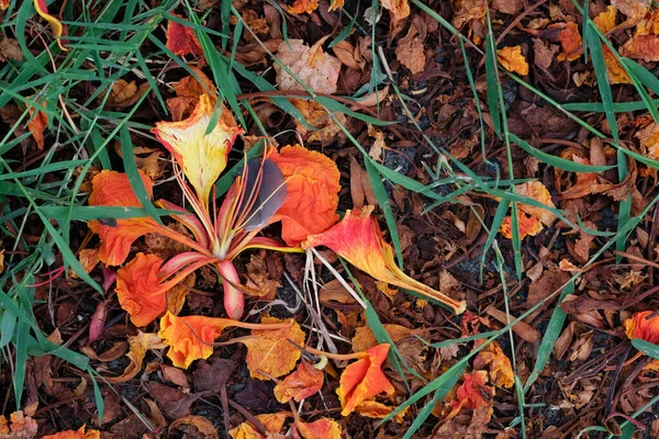 Flor Naranja Suelo — Foto de Stock