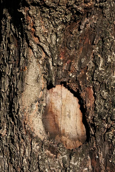 Trunk Tree Nature Background Texture — Stockfoto