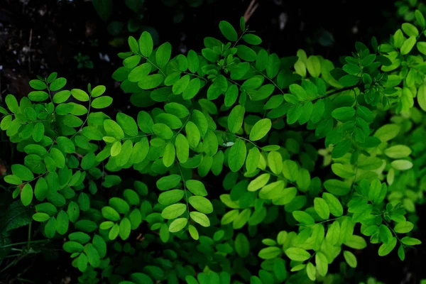 Feuille Verte Dans Parc Vert — Photo