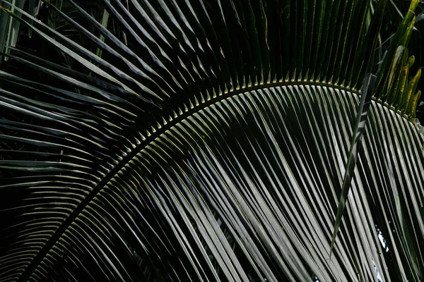 Szczegół Drzewa Palmowego — Zdjęcie stockowe