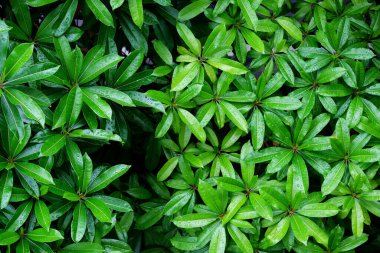 Yeşil parkta yeşil yaprak