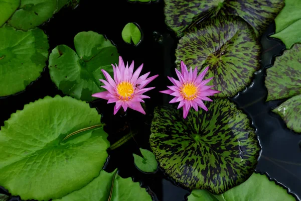 庭の美しい蓮の花 — ストック写真