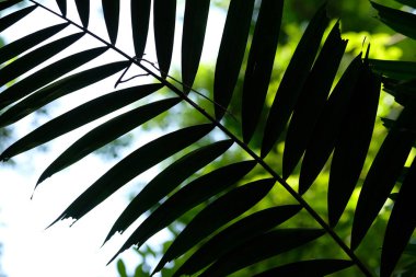 Ağaçtaki yeşil yapraklar.