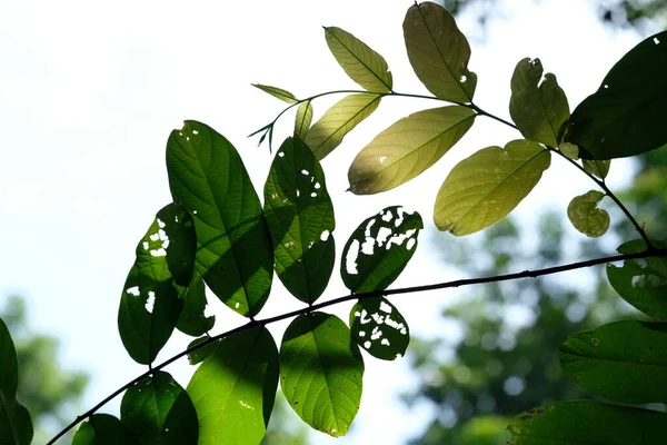 Folhas Verdes Uma Árvore — Fotografia de Stock