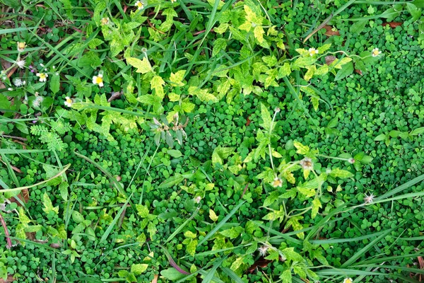 Zielony Liść Zielonym Parku — Zdjęcie stockowe