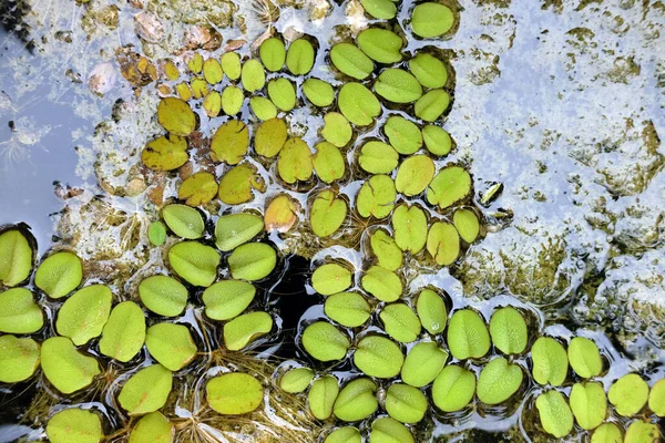 緑の公園の緑の葉 — ストック写真