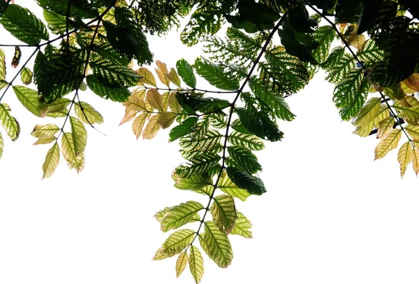 Feuille Verte Dans Parc Vert — Photo