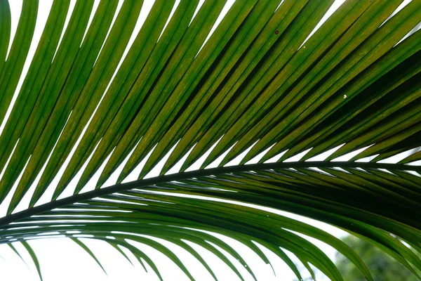 Liść Palmowy Zielonym Parku — Zdjęcie stockowe