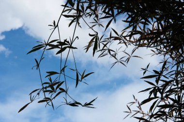 Yeşil parkta yeşil yaprak