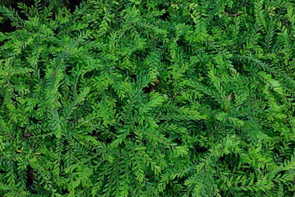 Folha Verde Parque Verde — Fotografia de Stock