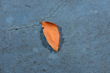 dry leaf on  gunge floor