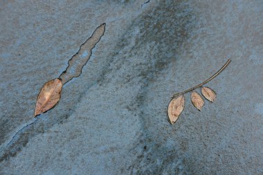 dry leaf on  gunge floor